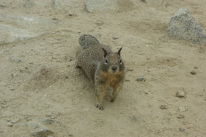 squirrel on the beach...everybody going on summer break!