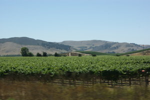 Central Coast Vineyards