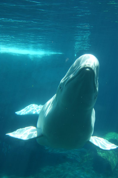 Hi! Beluga whale!
