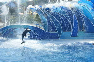 The dolphins, Seaworld
