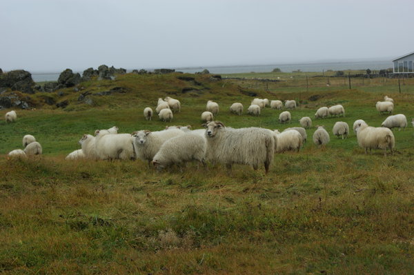 more sheep than humans...Iceland