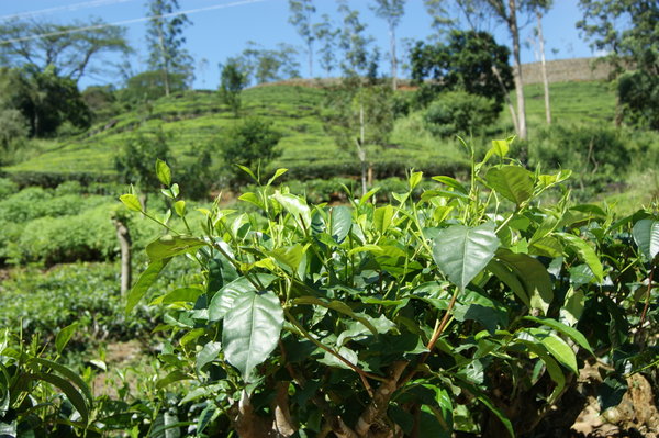 tea...the gold of Sri Lanka