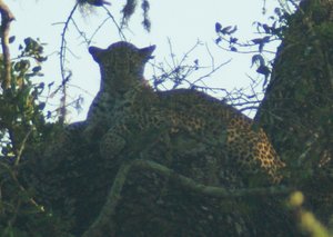 One of four leopards we spotted