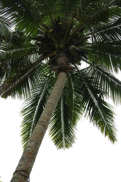 picking-up coconuts...