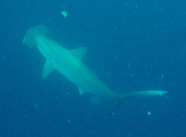 Giant Hammerhead...I confirm, he is not small!