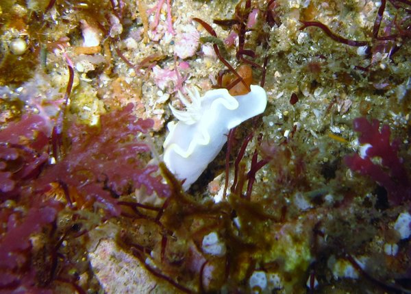 even nudibranches...this one was tiny in the surge...