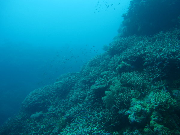 lots of hard corals on nice slopes and walls
