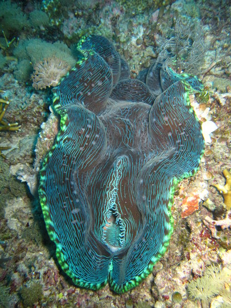 Giant clam...