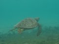 The local turtle on the house reef at Dolphin Bay Resort