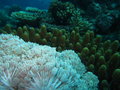 Soft corals, hard corals....everywhere, welcome to the Rainbow Reef