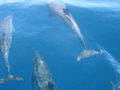 Dolphins over the Rainbow Reef