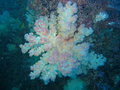 White soft corals....