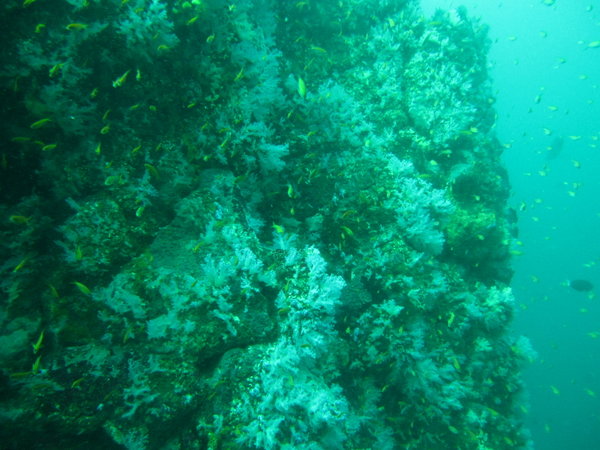white corals...and not so great visibility, between 15 to 20 meters...