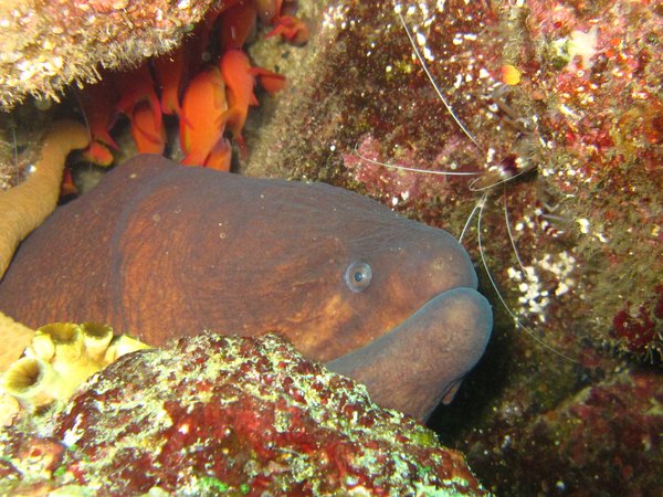 Eel and shrimp...sometime this is a tricky couple...for the diver...