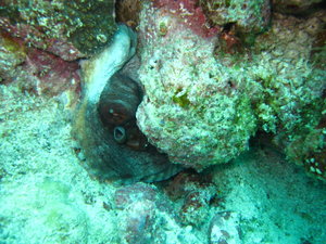 Octopus, on eahc dive, at least one of them....