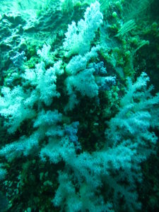 In fiji we had some white corals...in Pulau Weh too...on a smaller scale...