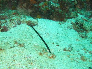 Ribbon eel, this one black!