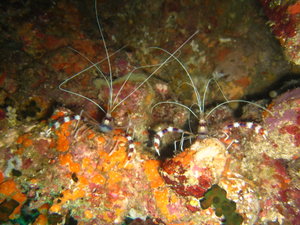 More shrimps...these guys are never alone!