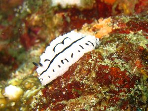another nudibranch....