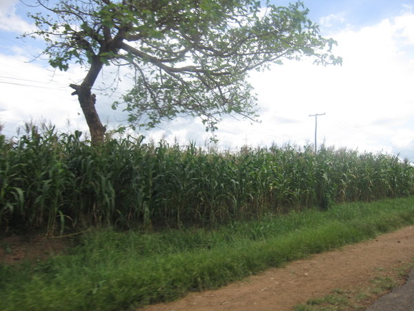corn fields everywhere...