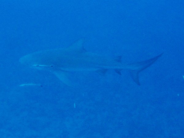 Zambezi shark, 2 on each dive...