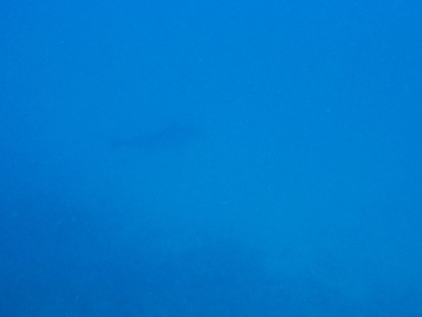 Trust me, there is a giant hammerhead in this picture...