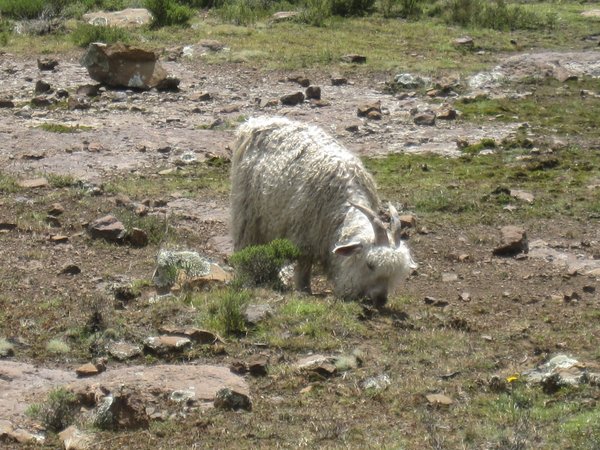 angora goat...but it is actually producing mohair...