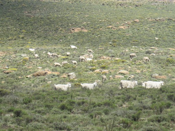 goats and merino sheeps