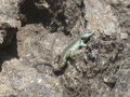 Drakensberg Craig Lizard