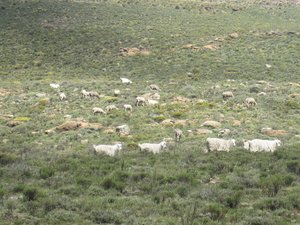 goats and merino sheeps