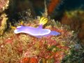 nudibranch...don't ask me the exact name!
