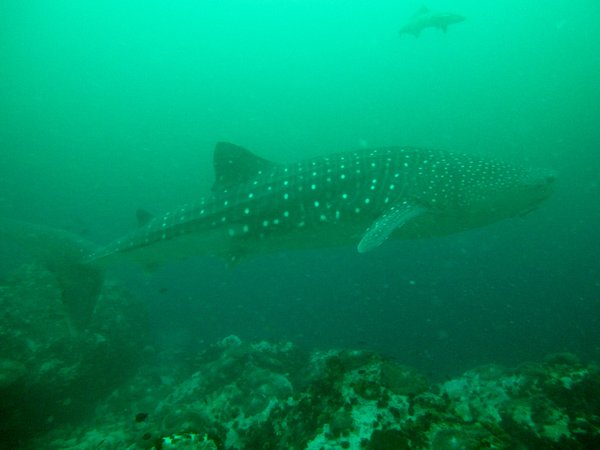 whaleshark, with us for 25 minutes...