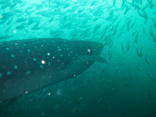 whaleshark,  playing between 25 to 35 meters deep....