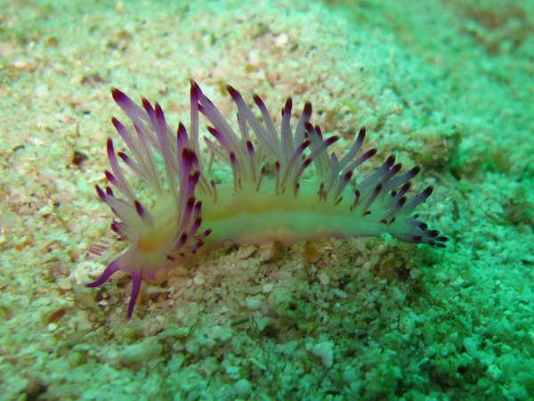 cuttie nudibranch