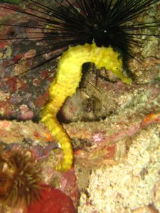 another seahorse...