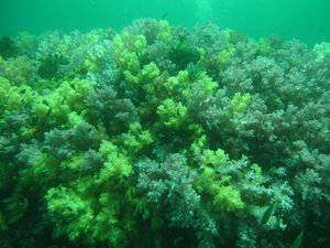 soft and healthy corals, everywhere!