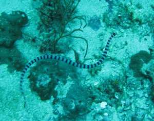 another sea snake....