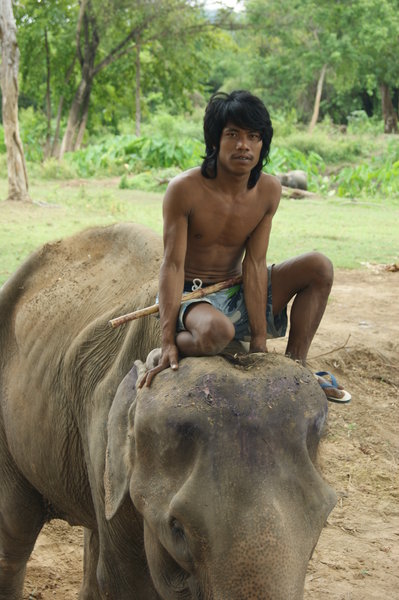 Mahout and his elephant