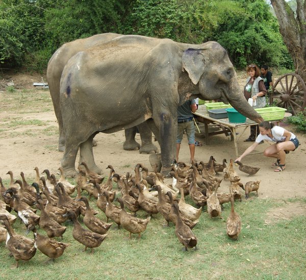 old elephant and ducks...