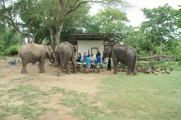 Elephant's World, lunch time for the older elephants...