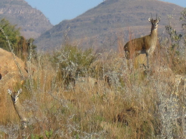 Local fauna at the Blyde Canyon