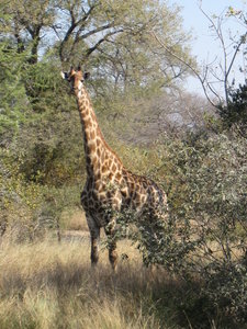 giraffe....right by the golf course...