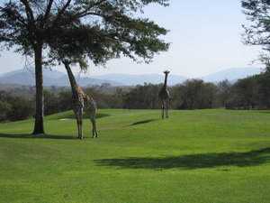 giraffes having a walk...