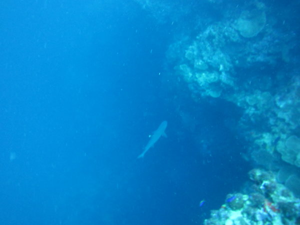 Kimbe Bay diving
