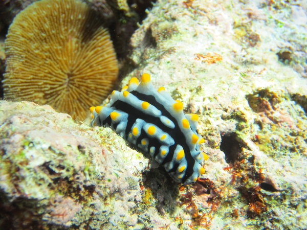 one more boring nudibranch...
