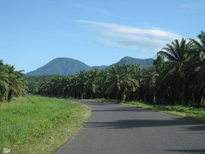 the road to Walindi resort
