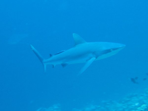 grey reef shark....got it with my device...