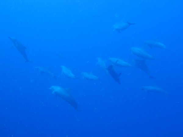 460 dives...and my third sighting of dolphins underwater....WOW!!!