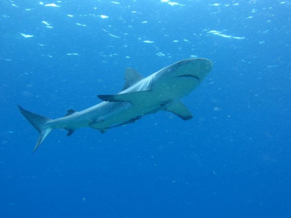 grey reef shark....