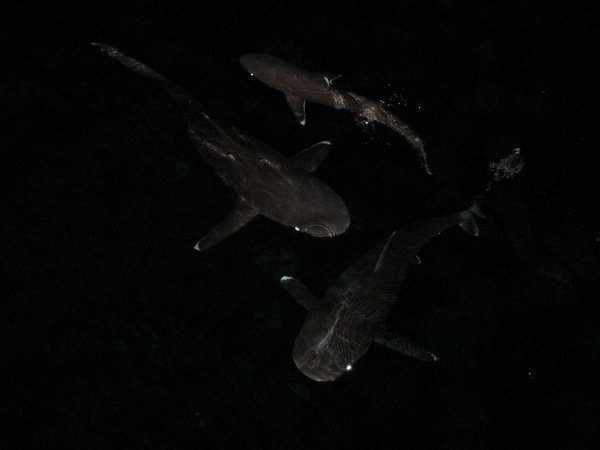 silver tip sharks....at the back of the Febrina...